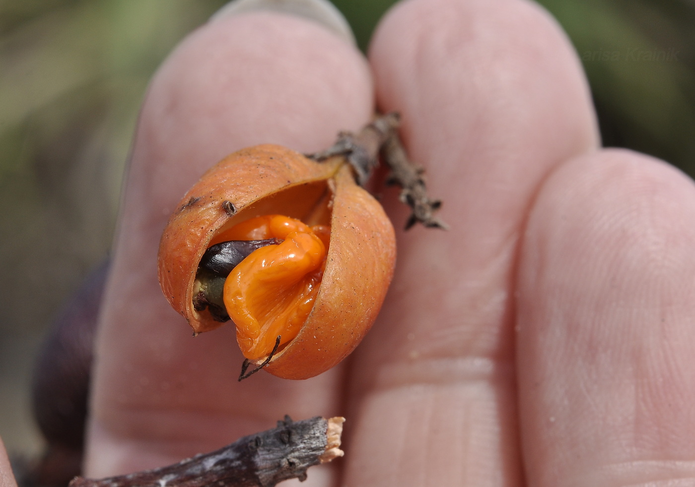 Изображение особи Connarus paniculatus.