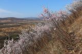 Armeniaca sibirica. Заросли цветущих растений на юго-восточном склоне. Приморский край, Пограничный р-н, окр. пгт Пограничный. 01.05.2026.