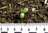 Trifolium pratense. Проростки. Красноярский край, Ермаковский р-н, пос. Танзыбей, сорное на огороде. 17.05.2026.