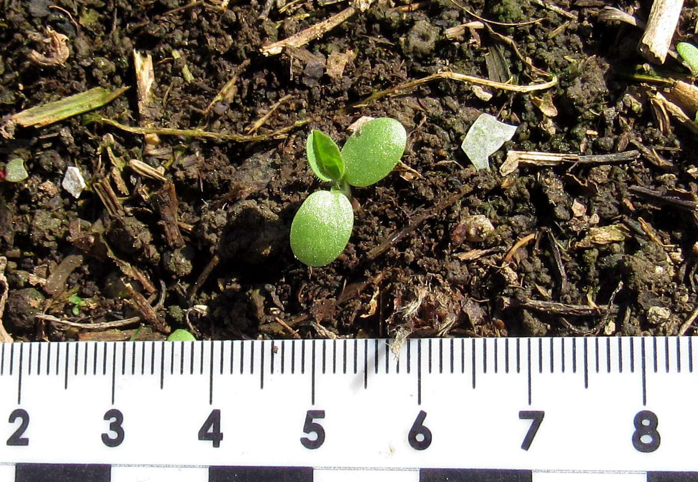 Image of Trifolium pratense specimen.