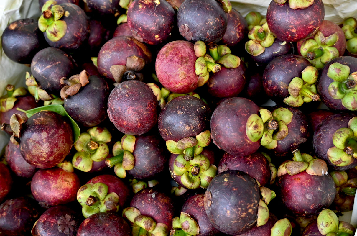 Image of Garcinia mangostana specimen.