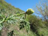 genus Adonis