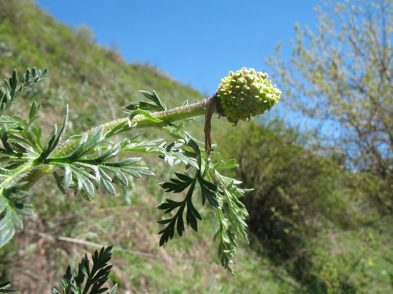 Image of genus Adonis specimen.