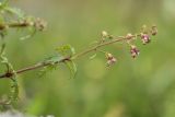 Scrophularia rupestris. Верхушка побега с соцветием. Дагестан, Дербентский р-н, природный парк \"Джалган\", гора Ачигсырт, выс. ок. 400 м н.у.м., скальное обнажение. 03.05.2026.