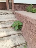 Datura stramonium variety tatula. В городе Тверь.