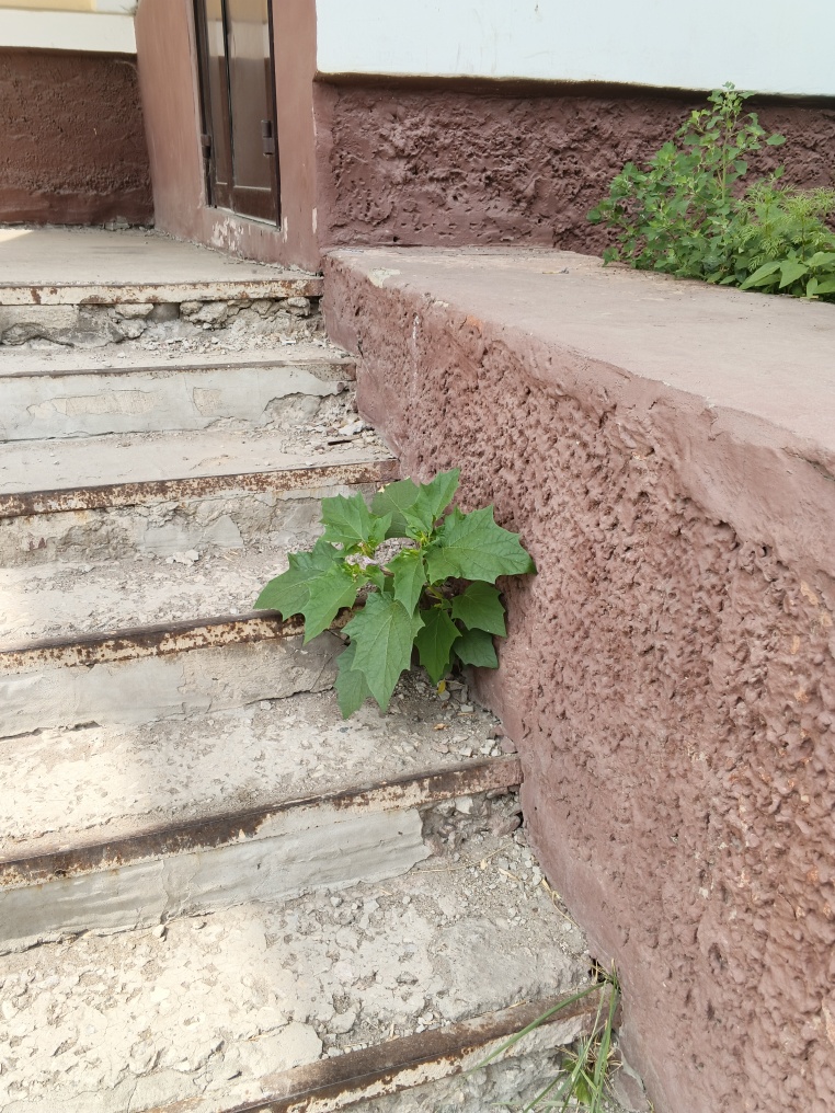 Image of Datura stramonium var. tatula specimen.