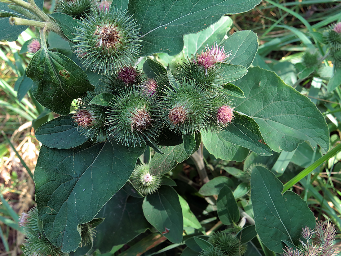 Image of Arctium minus specimen.