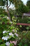 genus Clematis