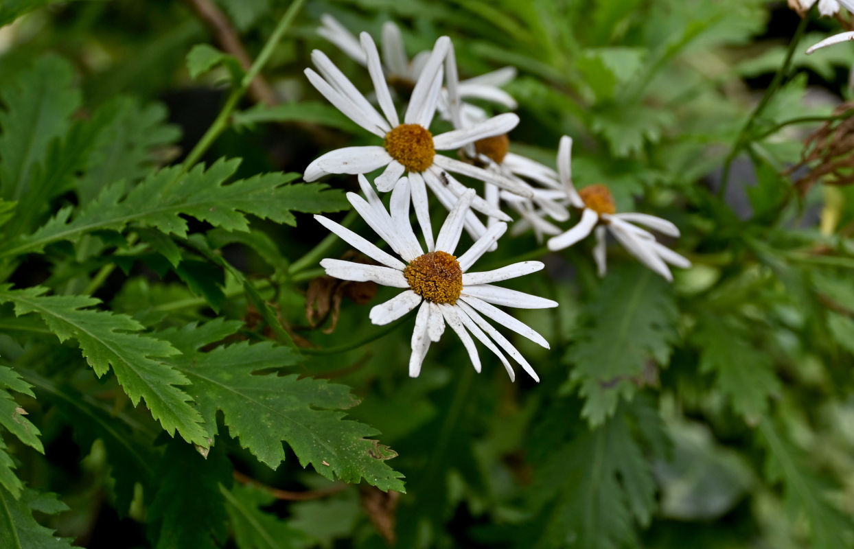Image of Argyranthemum pinnatifidum specimen.