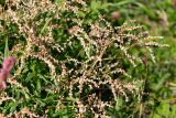 Aconogonon ajanense. Верхушки побегов с соплодиями. Хабаровский край, р-н имени Лазо, массив горы Ко, безымянная вершина, выс. ≈ 1870 м н.у.м., каменная россыпь. 02.08.2026.