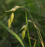genus Bromus. Соцветие с сидящим насекомым. Оренбургская обл., Саракташский р-н, Жёлтинский сельсовет, хр. Карамурунтау, дол. ручья Килькан, разнотравно-злаковый луг. 11 июня 2025 г.