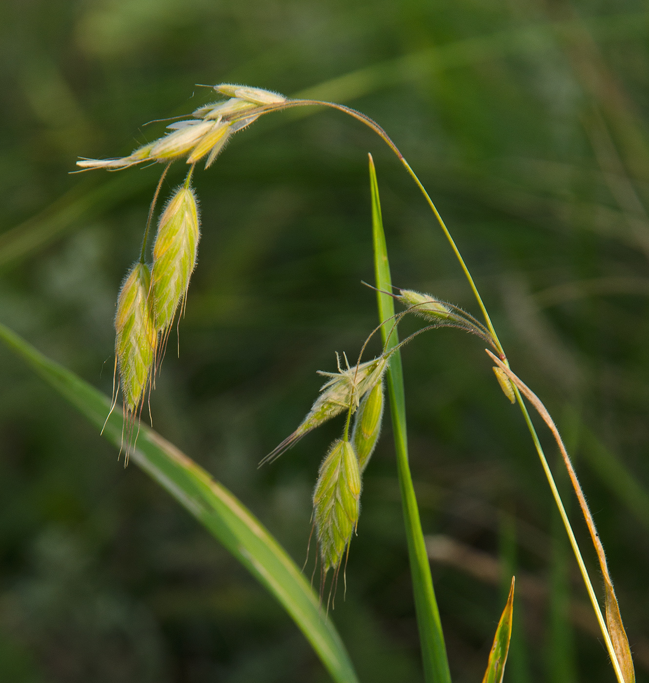 Image of genus Bromus specimen.