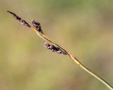 Carex rigidioides. Верхушка побега с отцветшим тычиночным колоском и соплодиями. Хабаровский край, р-н имени Лазо, склон г. Ко, выс. ≈ 1910 м н.у.м., горная тундра. 02.08.2026.