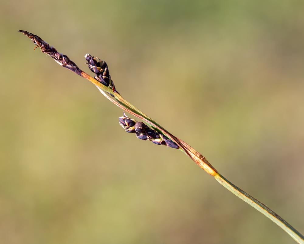 Image of Carex rigidioides specimen.