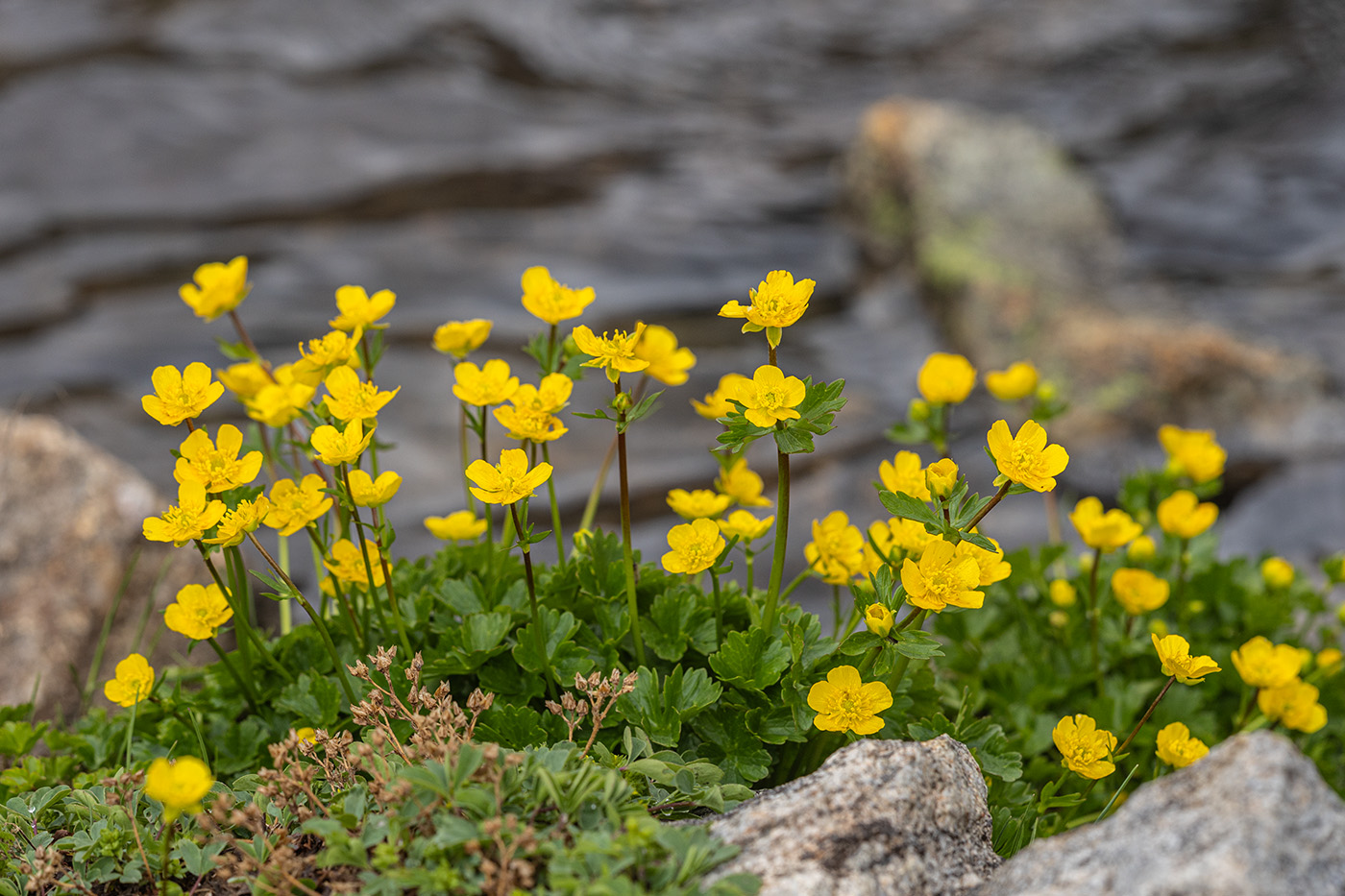 Image of Ranunculus brachylobus specimen.