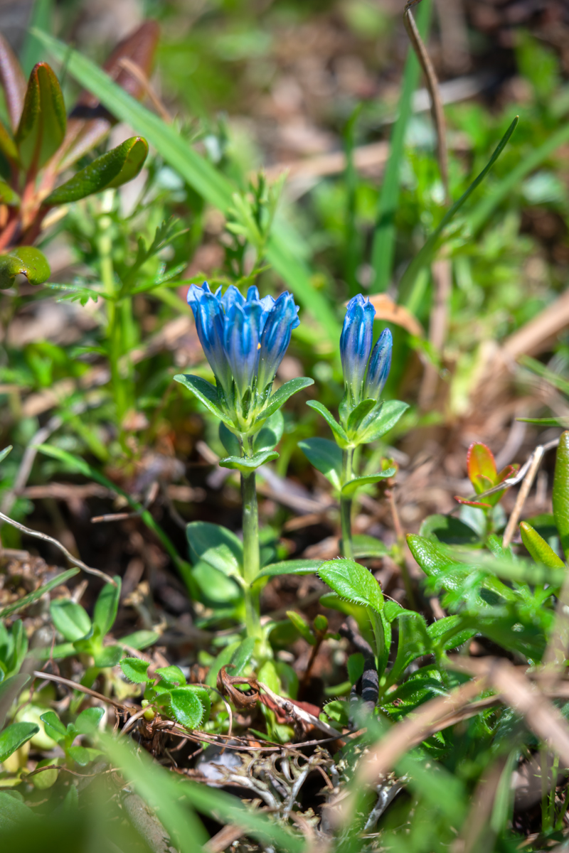 Изображение особи Gentiana triflora.