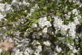 Crataegus monogyna. Часть ветви с соцветиями. Испания, Каталония, пров. Жирона, комарка Баш Эмпорда, муниципалитет Тороэлья-де-Монгри, окр. н.п. Улья, в составе гарриги, обочина полевой дороги. 21.04.2026.