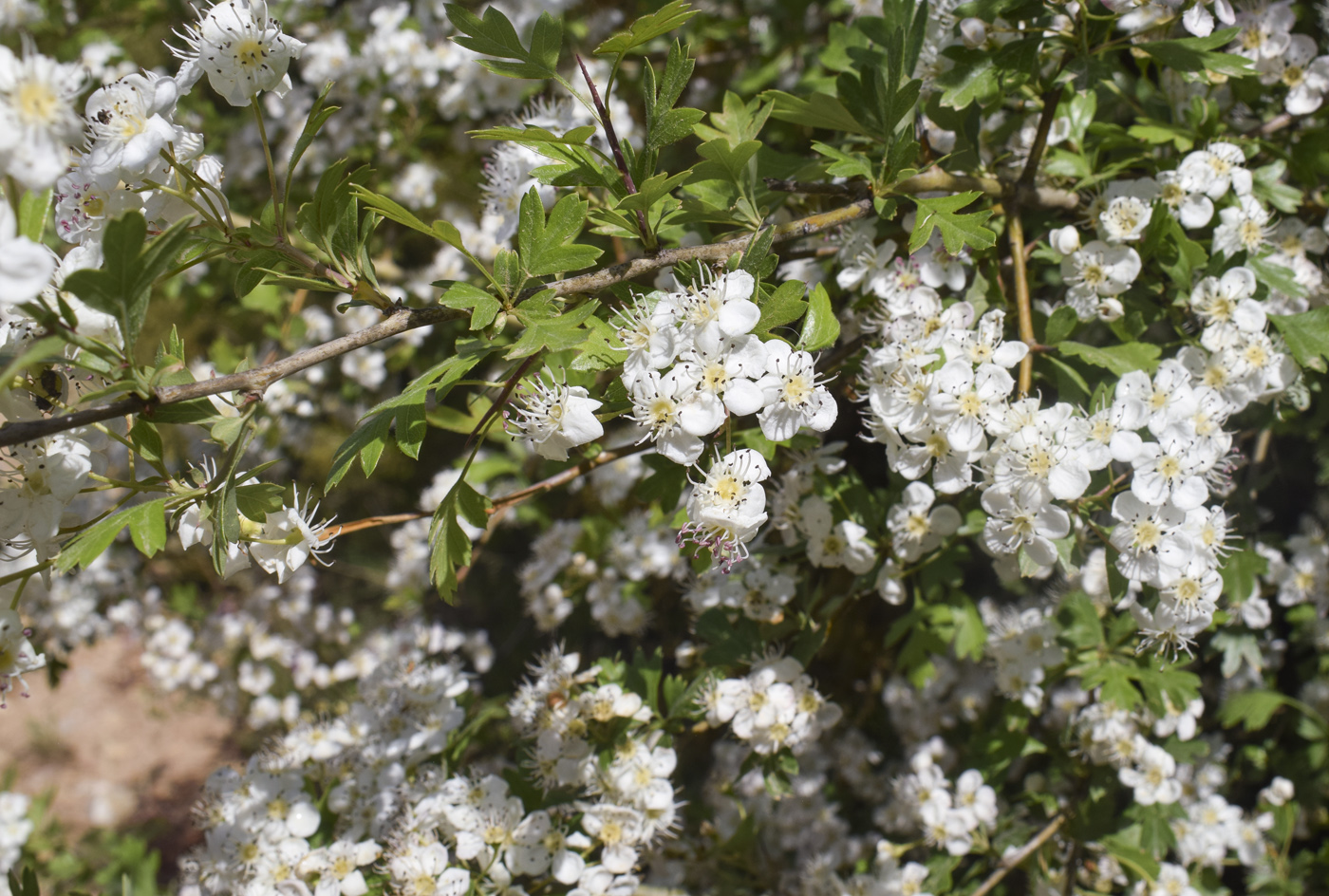 Image of Crataegus monogyna specimen.