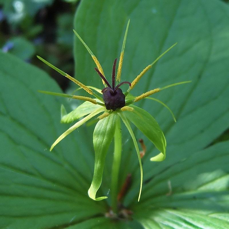 Image of Paris quadrifolia specimen.