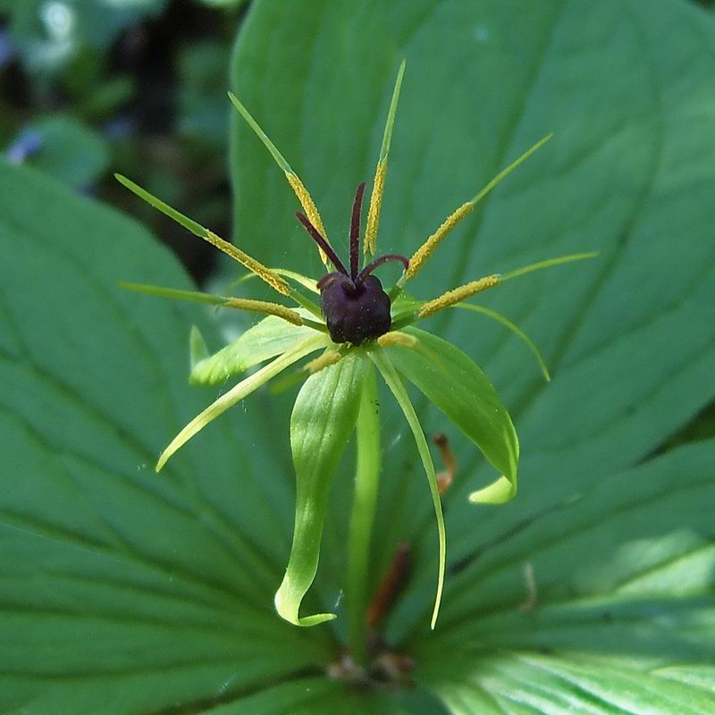 Изображение особи Paris quadrifolia.