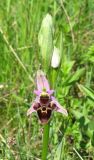 Ophrys oestrifera. Соцветие с бутонами и распустившимся цветком. Крым, окр. с. Перевальное, луг среди кустарников. 19 мая 2011 г.