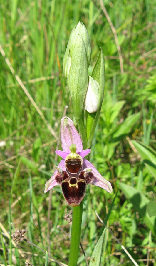 Изображение особи Ophrys oestrifera.