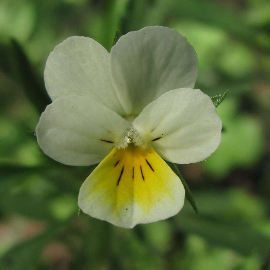 Изображение особи Viola arvensis.