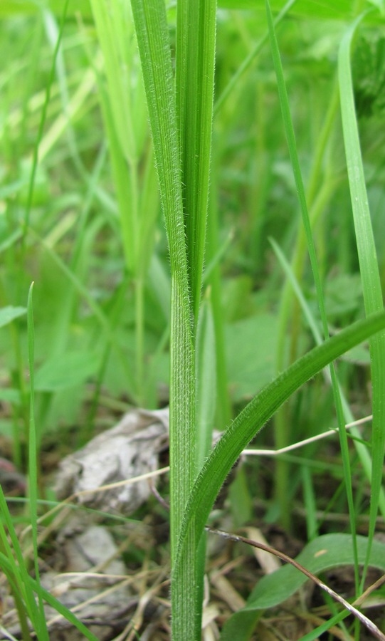 Изображение особи Carex pallescens.