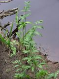 Cicuta virosa