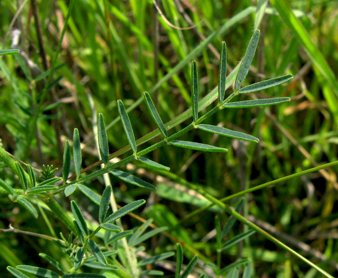 Изображение особи Astragalus austriacus.