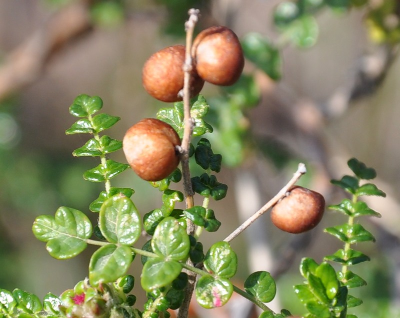 Изображение особи Sarcopoterium spinosum.