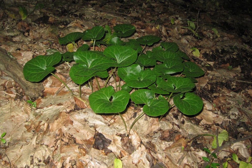 Изображение особи Asarum intermedium.