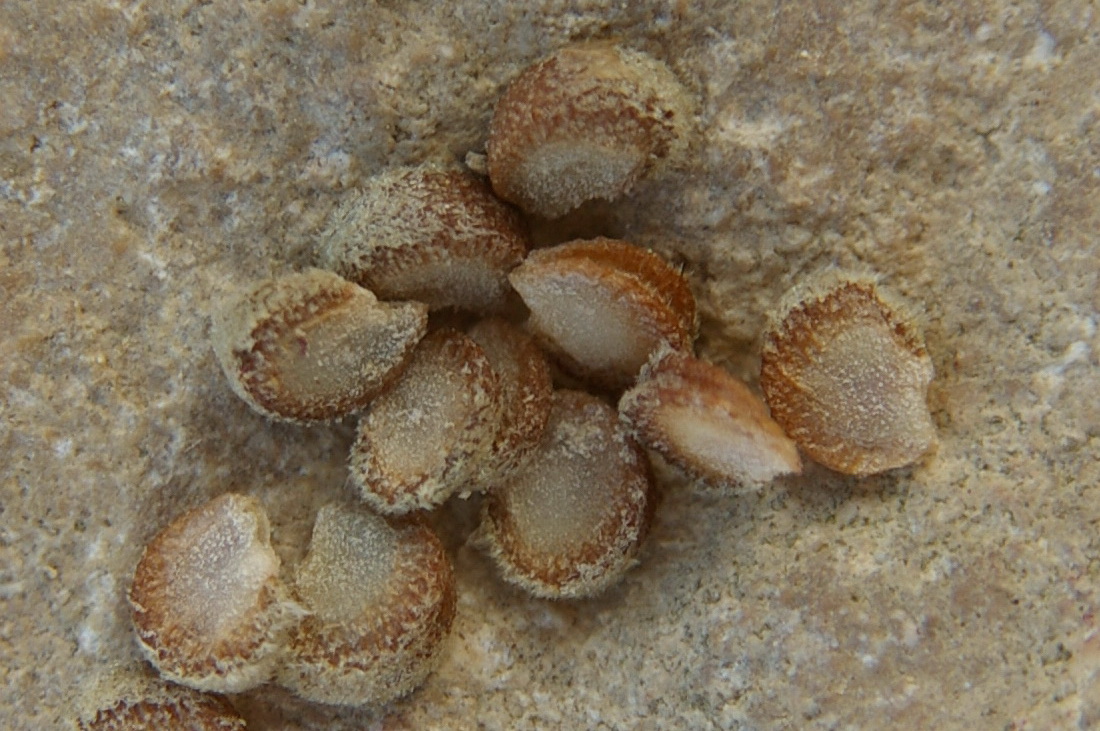 Image of Althaea taurinensis specimen.