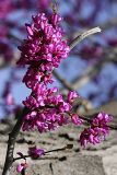 genus Cercis
