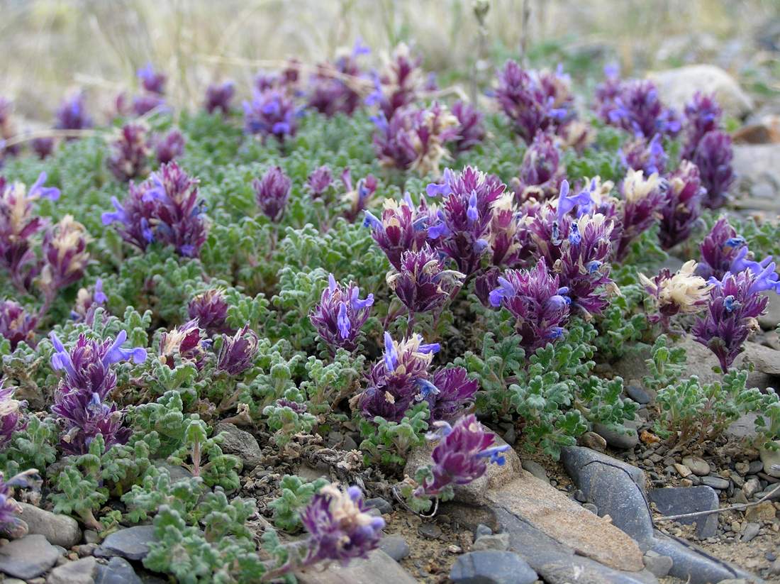 Изображение особи Dracocephalum bungeanum.