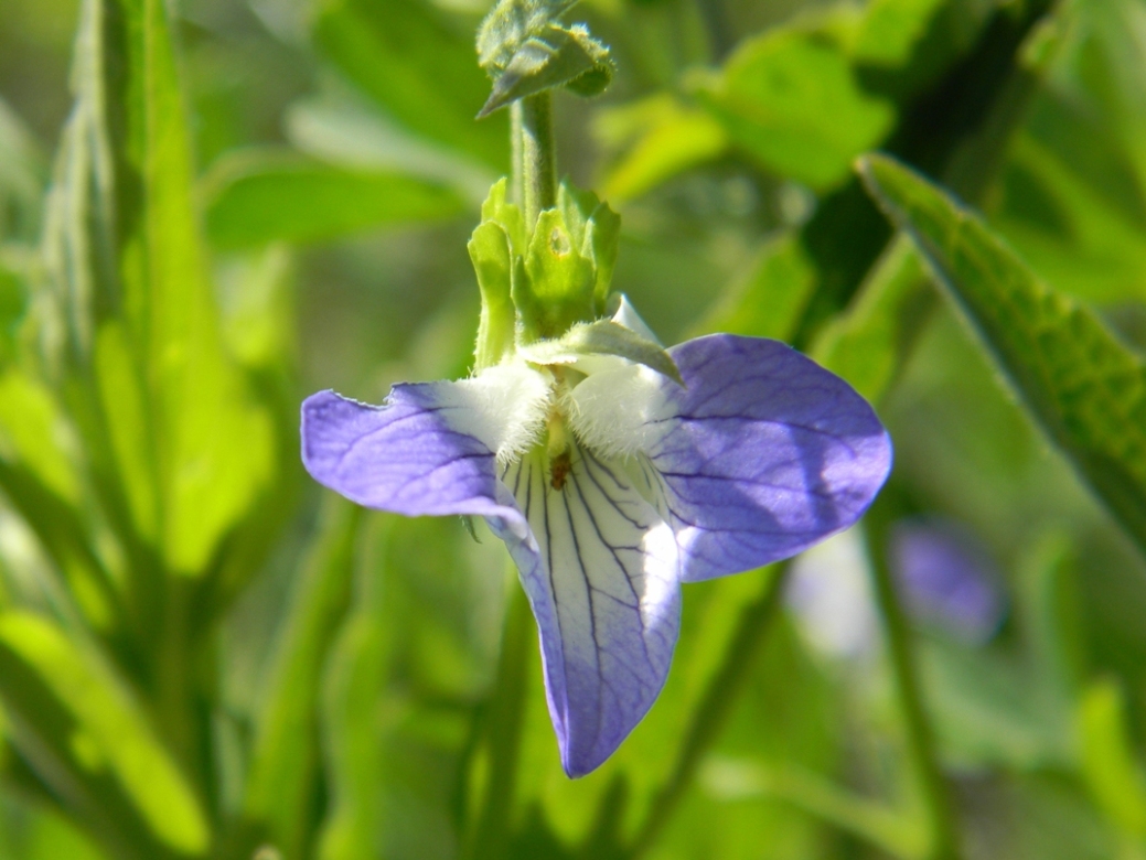 Изображение особи Viola elatior.