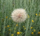 Tragopogon подвид major