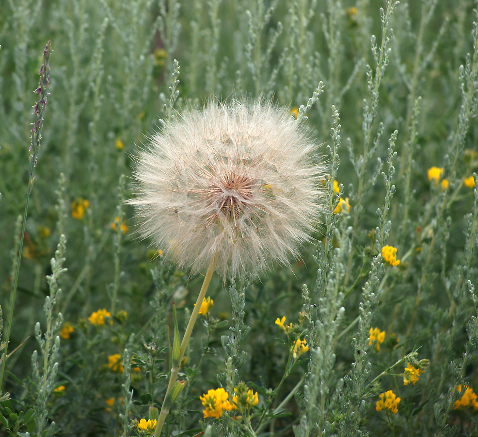 Изображение особи Tragopogon dubius ssp. major.