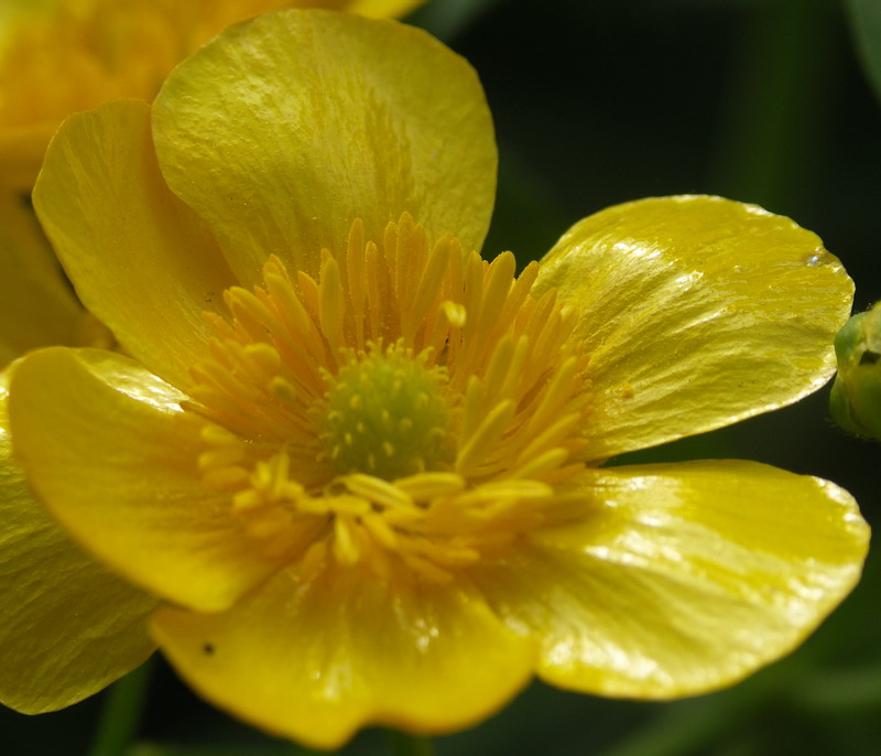 Изображение особи Ranunculus cassubicus.