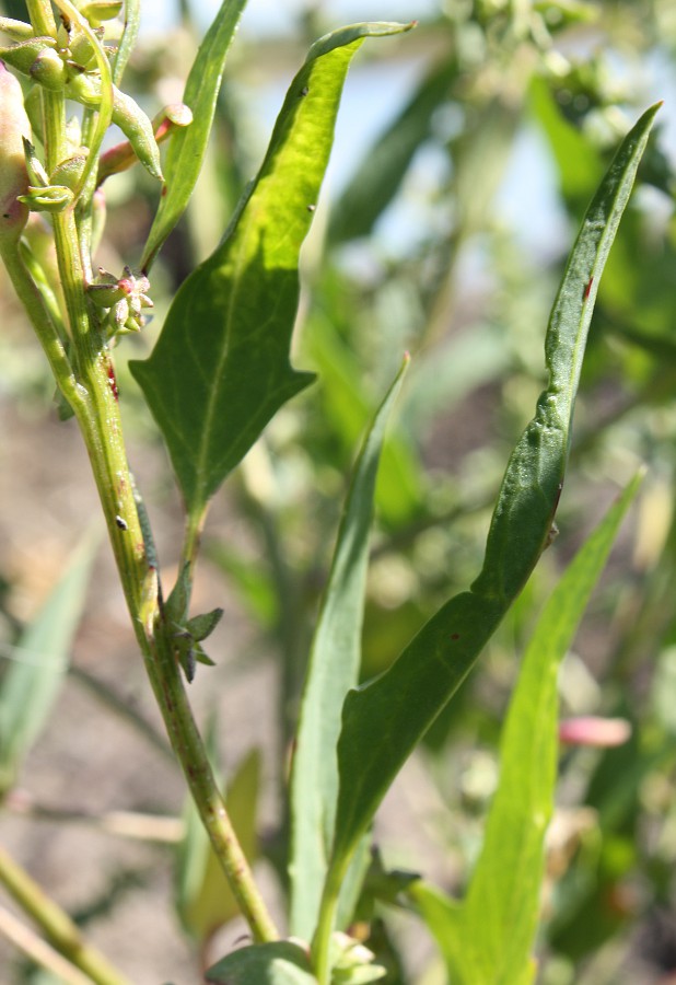 Image of Atriplex nudicaulis specimen.