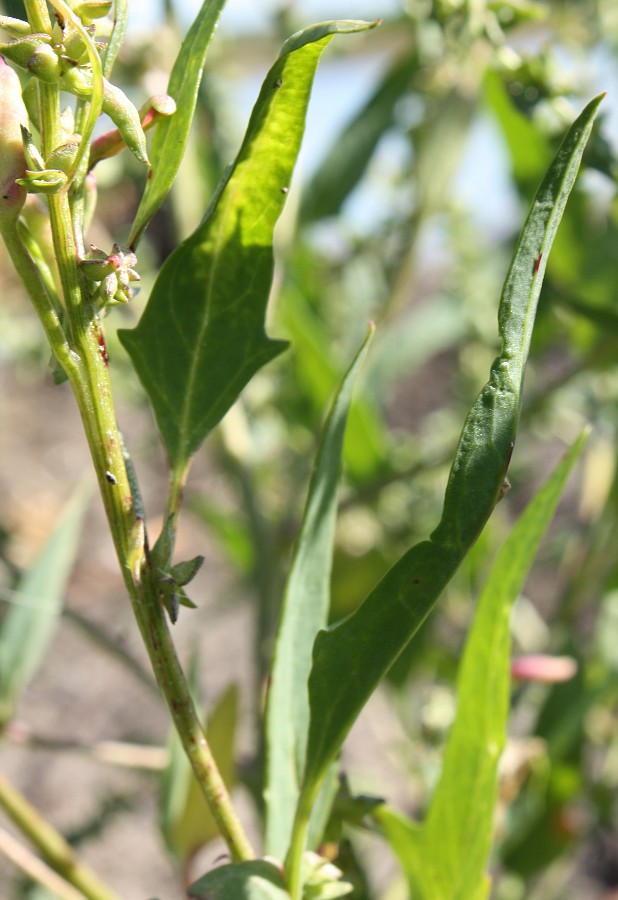 Изображение особи Atriplex nudicaulis.