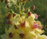Verbascum × ignescens. Часть соцветия. Татарстан, Бавлинский р-н. 08.07.2011.