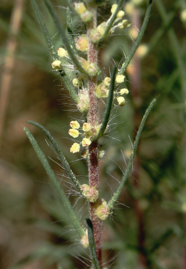 Изображение особи Bassia laniflora.