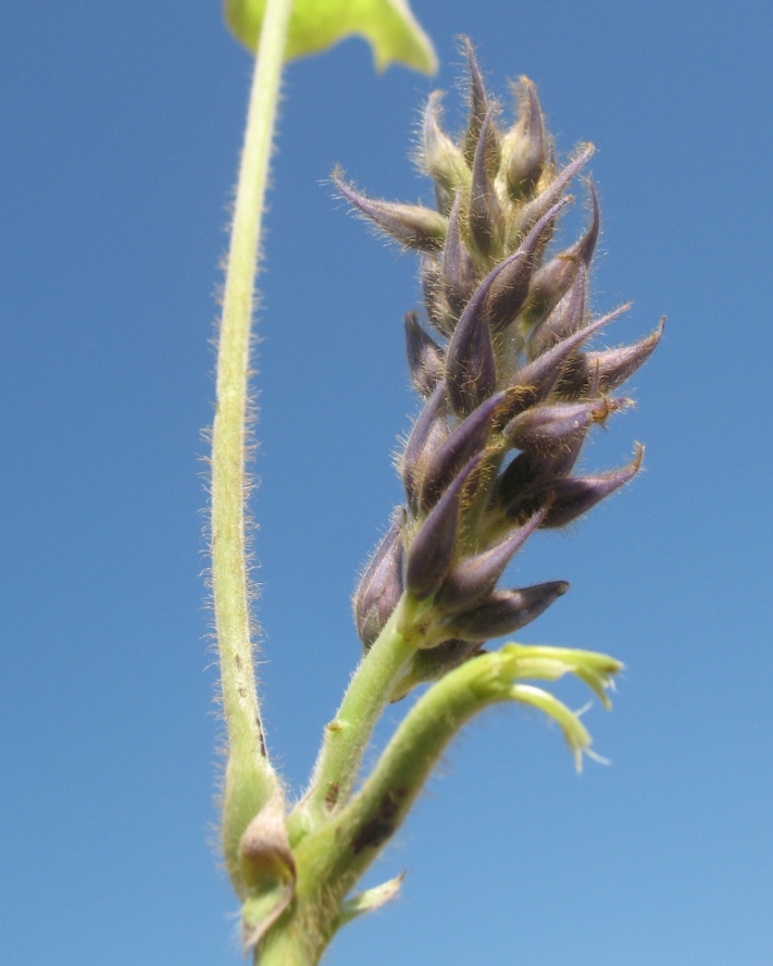 Image of Pueraria lobata specimen.