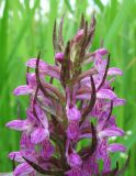 Dactylorhiza incarnata. Верхушка соцветия. Архангельская обл., Вельский р-н, окр. пос. Усть-Шоноша, берег р. Вель. 25.06.2011.