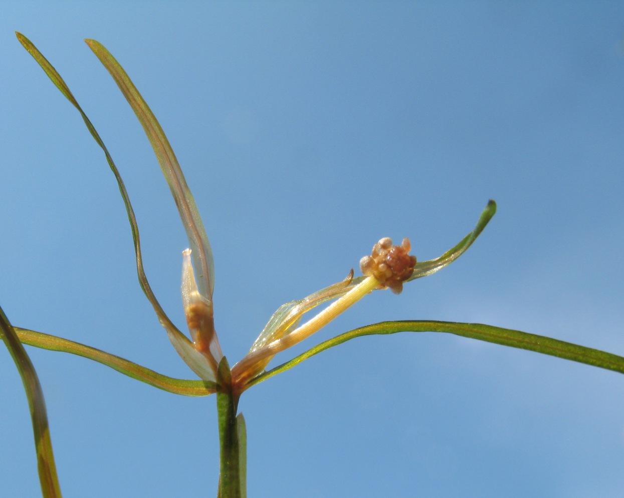 Image of Potamogeton berchtoldii specimen.