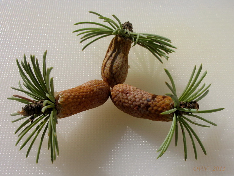 Image of genus Cedrus specimen.