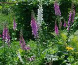 Digitalis purpurea