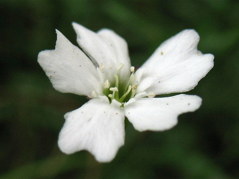 Изображение особи Heliosperma carpaticum.