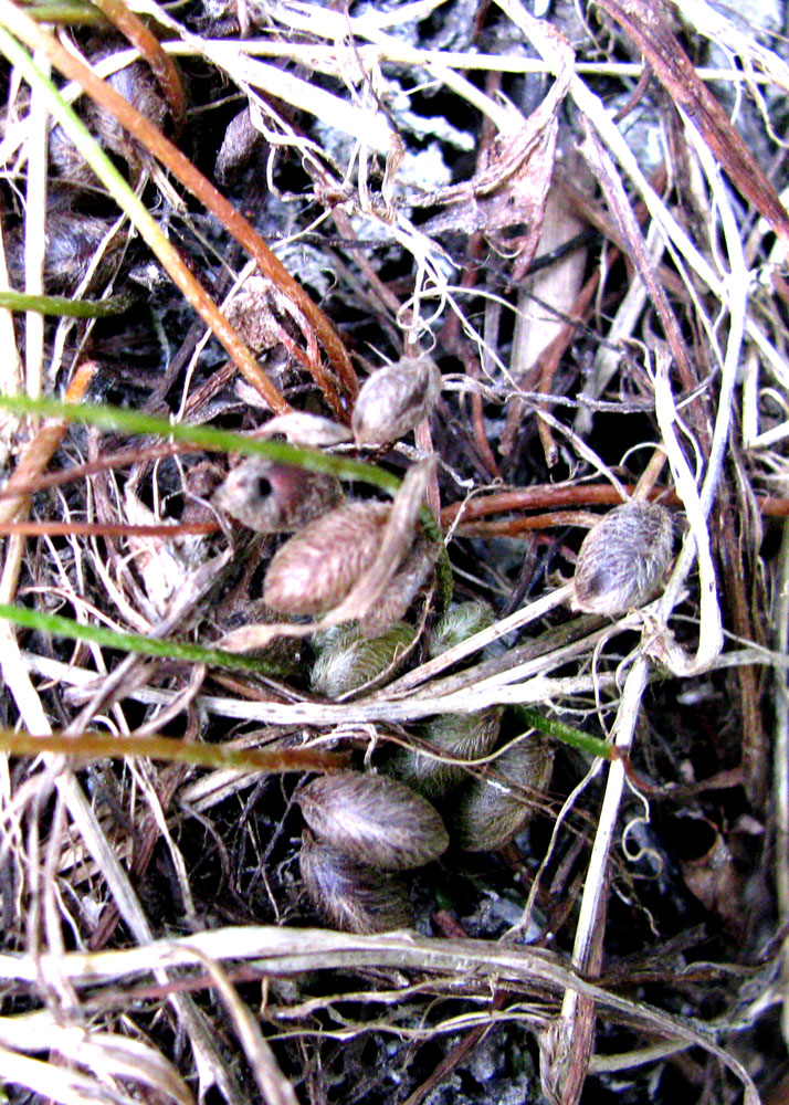 Image of Marsilea quadrifolia specimen.